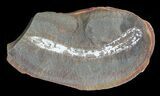 Didontogaster Fossil Worm (Pos/Neg) - Mazon Creek #70575-2